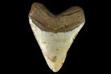 Fossil Megalodon Tooth - North Carolina #124934-2